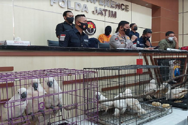 polda jatim ungkap kasus penjualan satwa dilindungi 15979