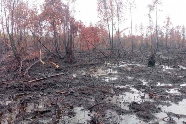 polda kalimantan tengah ungkap kebakaran lahan dan hutan 16039