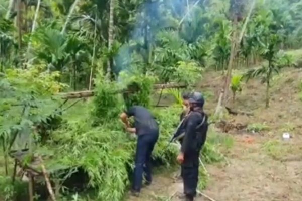 polda lampung ungkap 628 hektare kebun ganja di aceh utara 21131