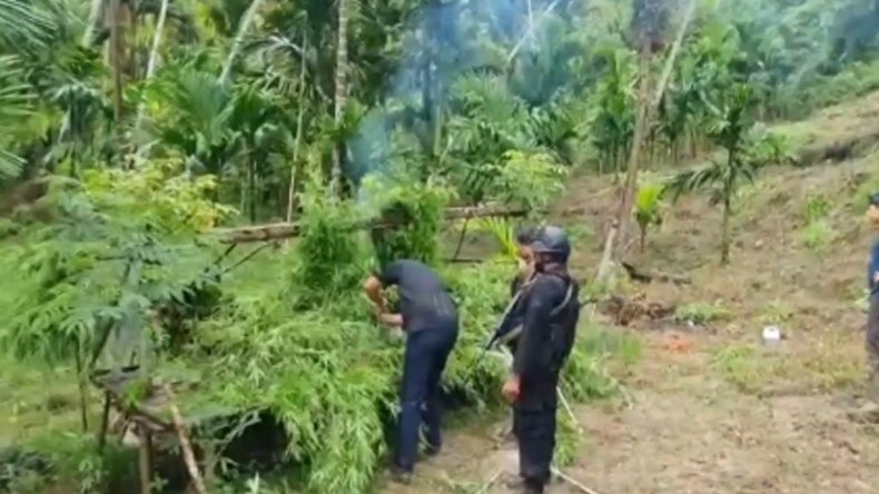 polda lampung ungkap 628 hektare kebun ganja di aceh utara 21131