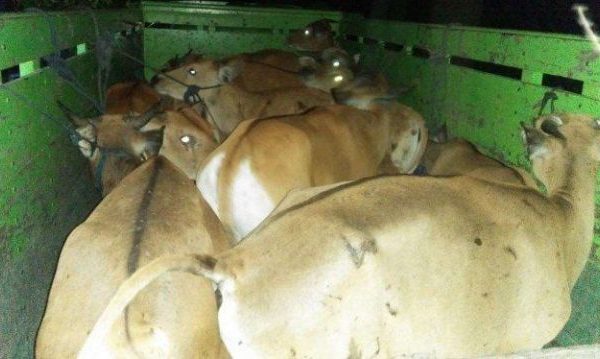 polda ntb gagalkan puluhan sapi ilegal dari flores masuk ntb 15980