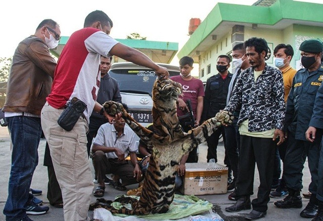 polda riau berhasil tangkap 4 pelaku penjual kulit harimau sumatera 24434