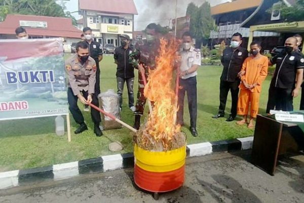 polda sumbar lakukan pemusnahan barang bukti ganja seberat 30 kg 30877