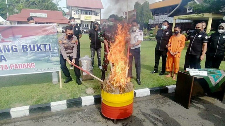 polda sumbar lakukan pemusnahan barang bukti ganja seberat 30 kg 30877