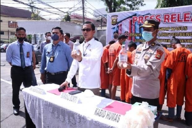 polda sumsel ungkap penampungan benih lobster rp 24 miliar dan amankan 13 pelaku 25241
