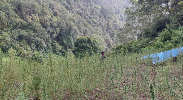 polda sumut temukan 2 hektar ladang ganja di madina 17697