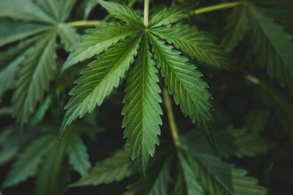 police found one hectare of harvest ready marijuana field in sungai penuh jambi 43307
