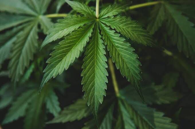 police found one hectare of harvest ready marijuana field in sungai penuh jambi 43307