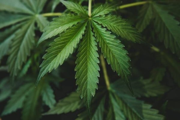 police succeeded in thwarting the circulation of 534 kg cannabis in cross sumatra networks 44435
