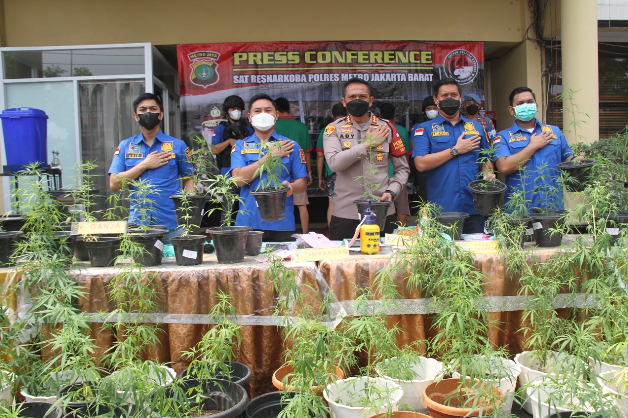 polisi berhasil bongkar kasus budidaya tanaman ganja hidroponik 16299