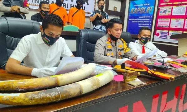 polisi berhasil tangkap pemburu gading gajah di indragiri hulu 11328