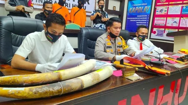 polisi berhasil tangkap pemburu gading gajah di indragiri hulu 11328