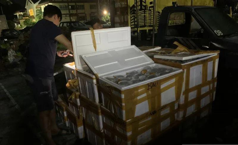 polisi selidiki jaringan penyelundup ratusan terumbu karang di bima 53535