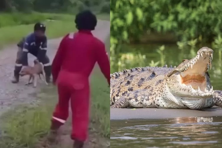 polisi tangkap 3 pelaku pelempar anjing hidup ke buaya 59713