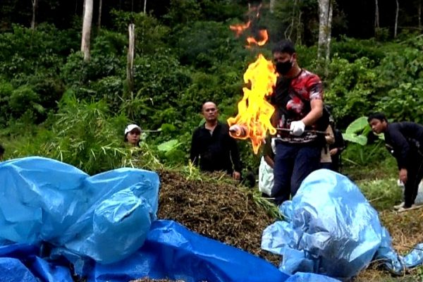 polres jakbar berhasil tangkap peladang ganja di mandailing natal sumut 30733