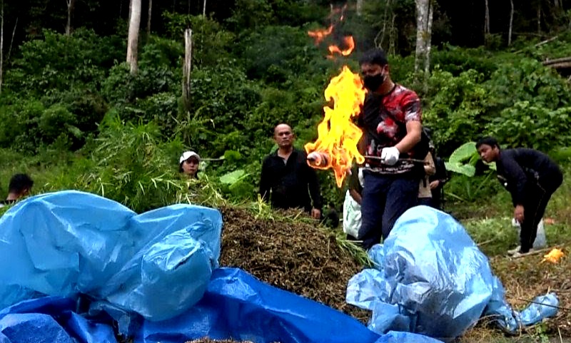 polres jakbar berhasil tangkap peladang ganja di mandailing natal sumut 30733