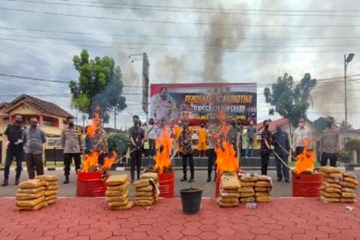 polres muba musnahkan 104 kg ganja dan 16 kg sabu 45035