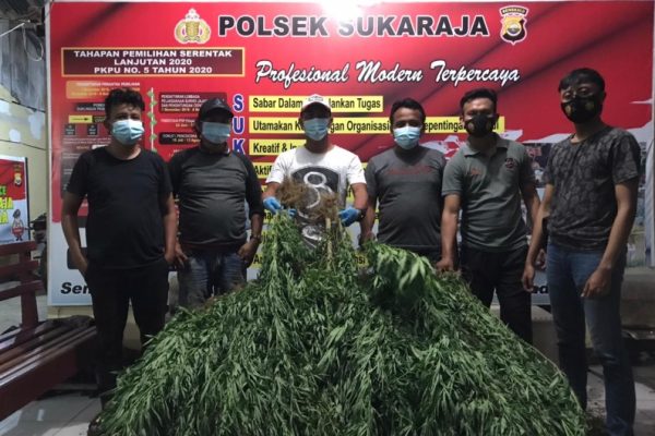 polres seluma temukan dua lokasi ladang ganja di seluma 15994
