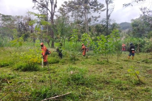 posko jayapura cek kesiapan lahan kopi oksibil 45739