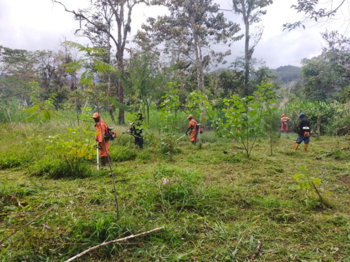 posko jayapura cek kesiapan lahan kopi oksibil 45739