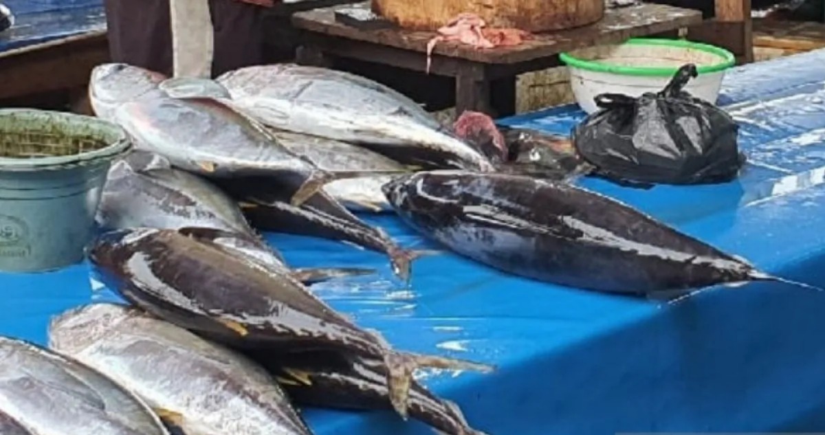 potensi besar produksi ikan tuna di jayapura mencapai 45 ton setahun 77830