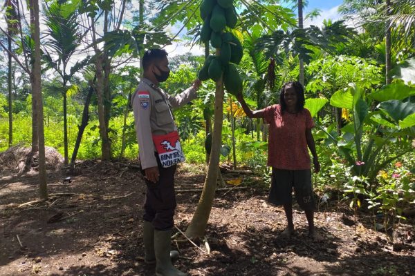 program kasuari binmas noken pantau spot pertanian di kampung mosso 13485