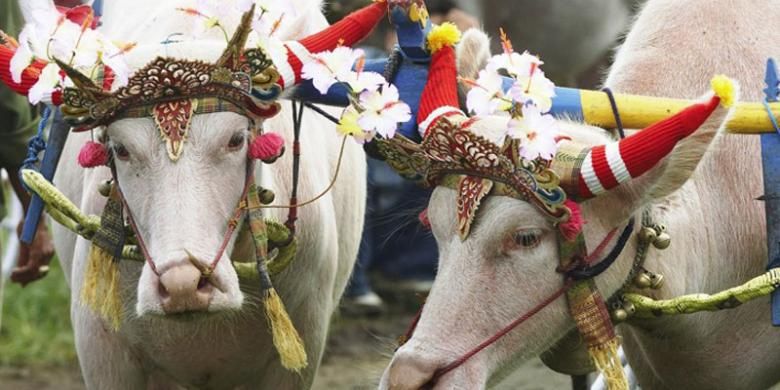 rayakan hari bhayangkara ke 78 polda bali adakan lomba pacuan kerbau di jembrana 75350