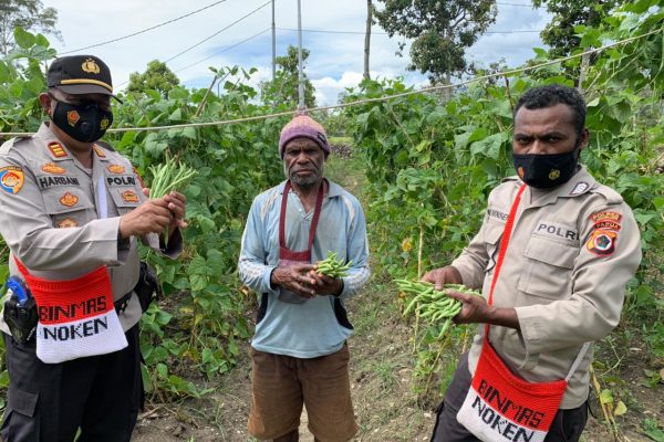 satgas binmas jayawijaya panen sayuran bersama masyarakat dalam program kasuari 13476