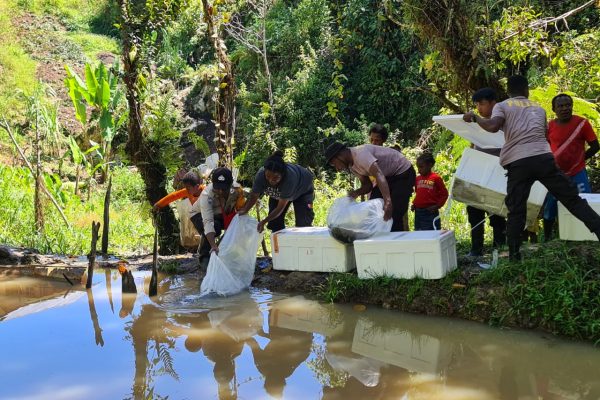 satgas binmas noken ops damai cartenz bantu ratusan ekor bibit ikan kepada warga masyarakat oksibil 18 04 22 46131