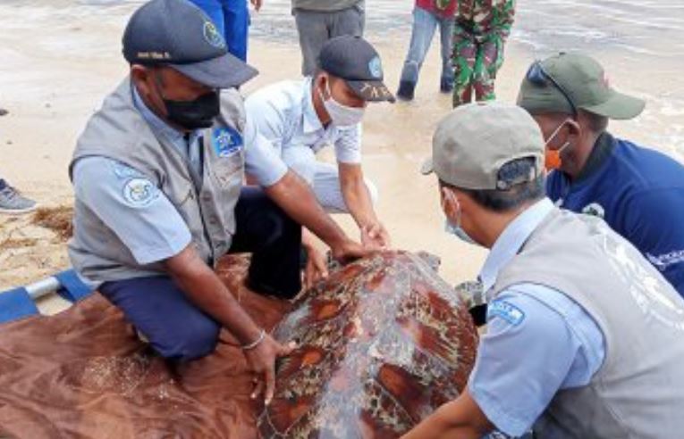 seized turtles from the water police of west papua s regional police were released into the sea 38929
