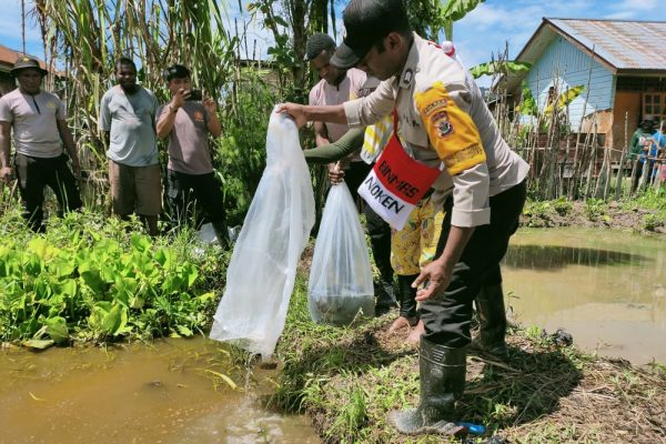 sejahterakan masyarakat pegunungan bintang satgas binmas bagikan 7 000 ekor bibit ikan mujair kepada masyarakat 46144