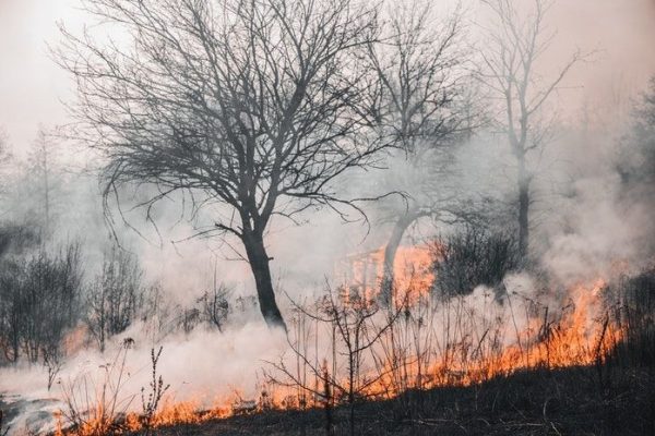 selama 2 bulan polda riau berhasil tangani 625 hektare karhutla 15996