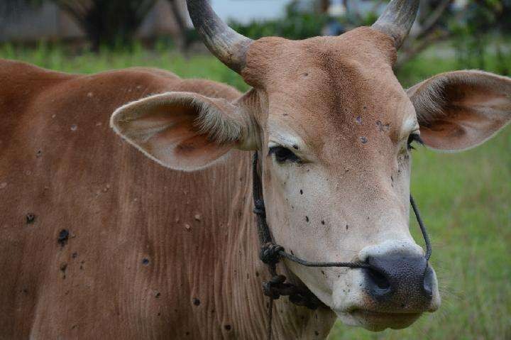 terinfeksi penyakit kulit ri menunda impor sapi hidup dari australia 61776