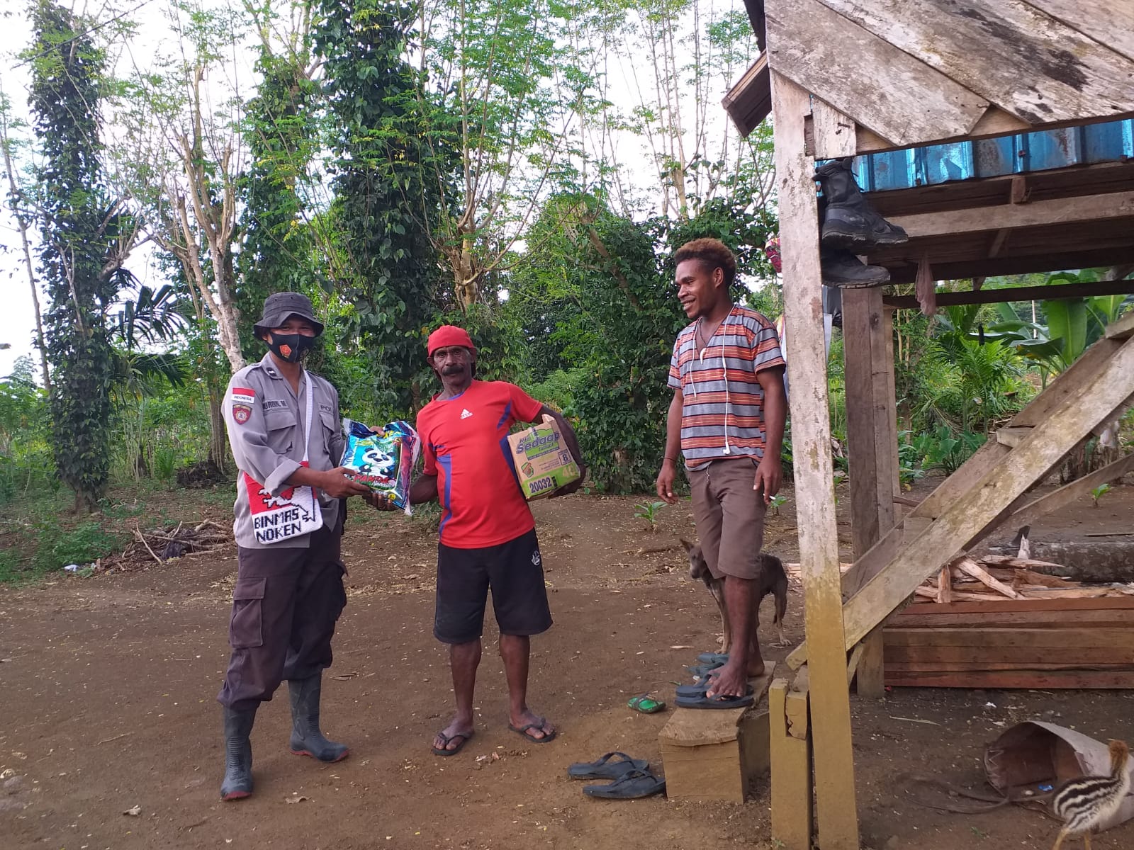 the kasuari programme of noken community development unit inspecting corn and tubers in the farming land of mosso village muara tami district 42945