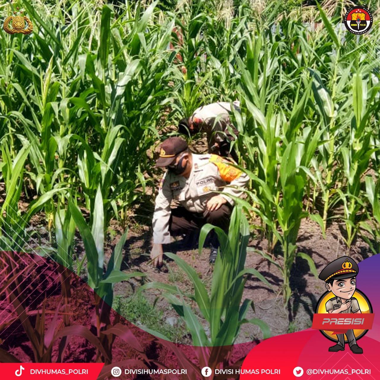 utilizing the land inp invites community to farm in nabire 38692