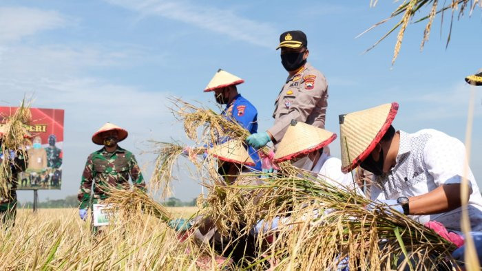 wujudkan program ketahanan pangan polda jateng panen padi capai 265 hektar 36445